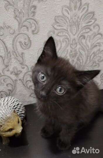 Бесплатно отдам котика