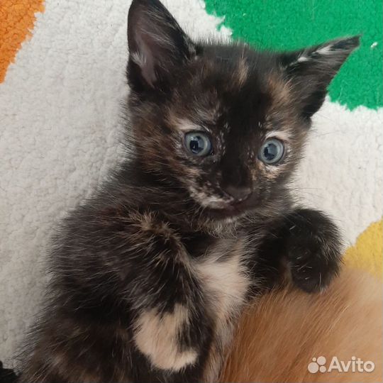 Котята