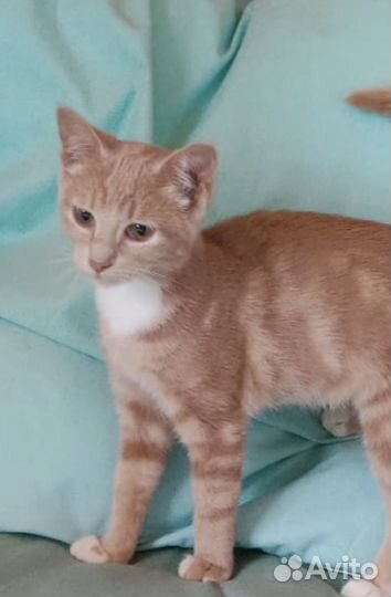 Солнечная девочка котенок Стефани 5 мес. в дар
