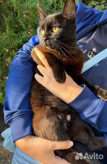 Кошка кошечка