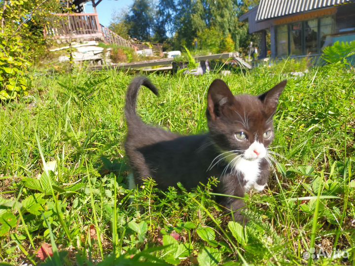 Котята в добрые руки бесплатно