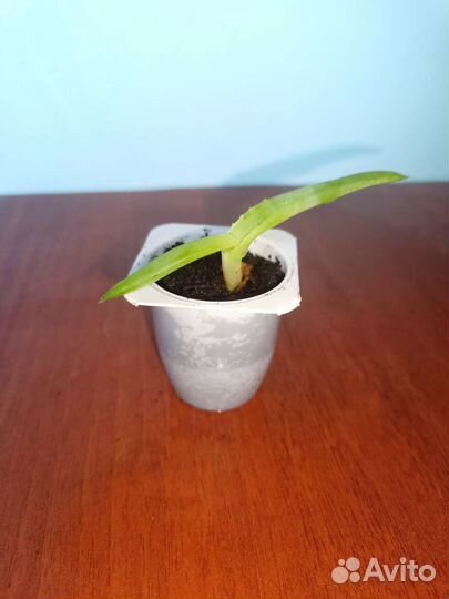 Комнатные цветы отростки