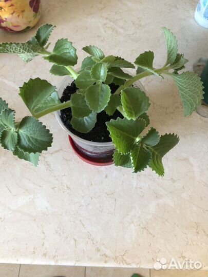 Комнатная мята