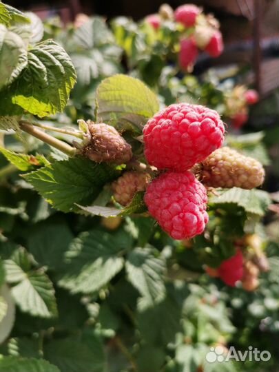 Саженцы малины