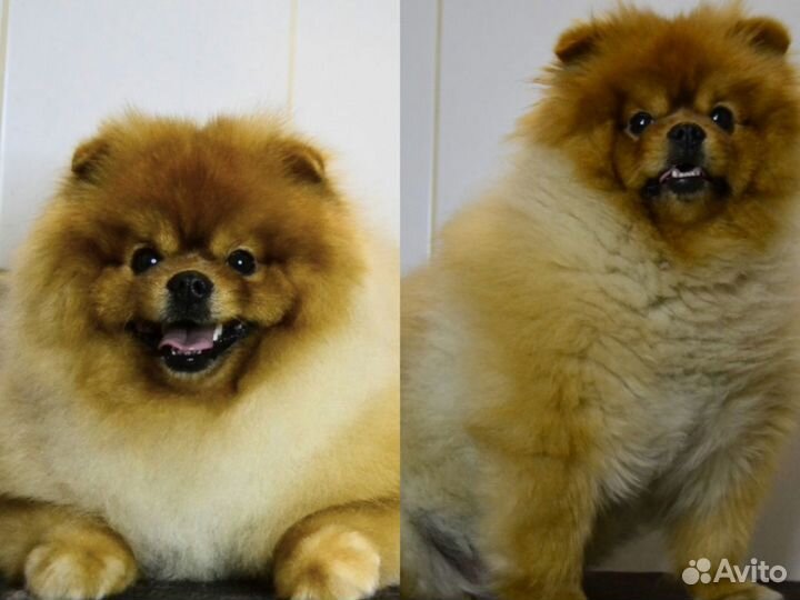 Груминг для шпица