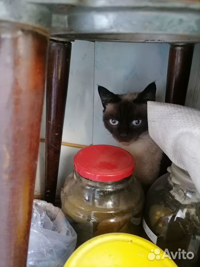 Сиамская кошка