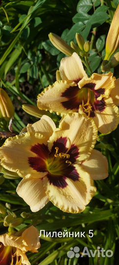 Лилейники сортовые