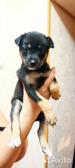 Щенок девочка в добрые руки бесплатно