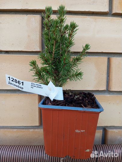 Ель Десембер