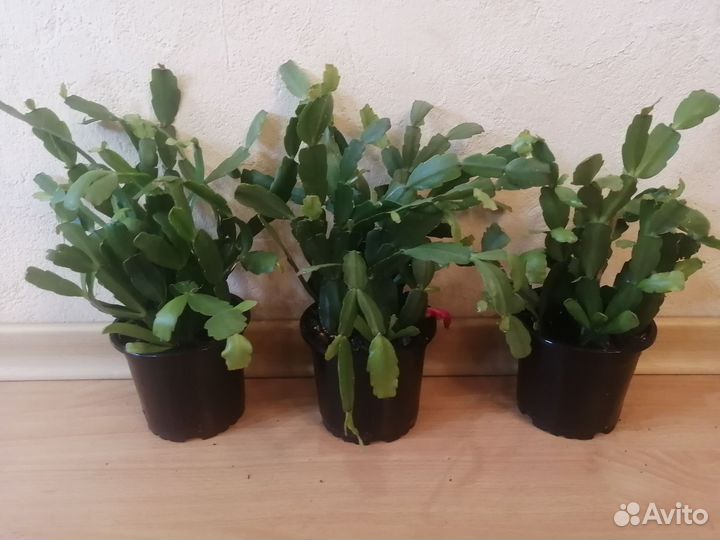 Комнатные цветы