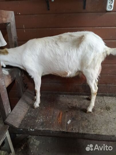 Зааненская дойная коза