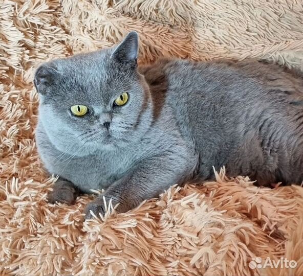 Вита. Стерилизована