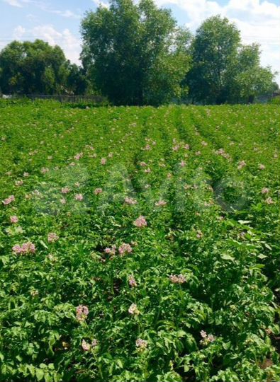 Дом 32,8 м² на участке 22,7 сот.