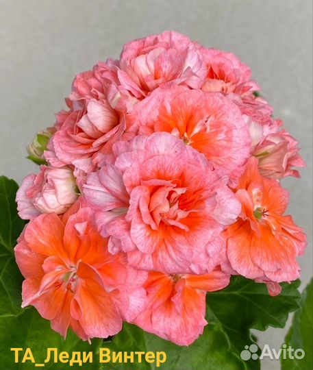 Пеларгония герань