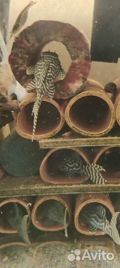 Номерные сомы, анциструсы, трубки для сомов