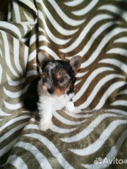 Щенки бивер йорка мини