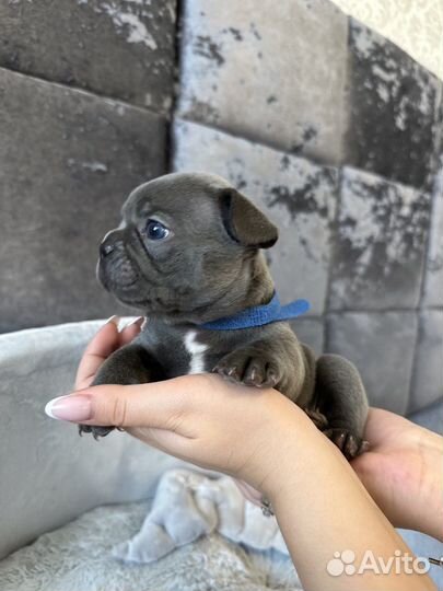 Французский бульдог голубой мальчик