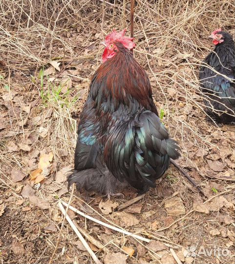 Петух Кохинхин карликовый