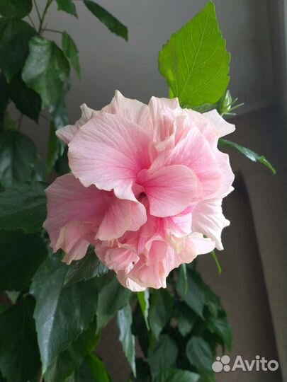 Китайские розы