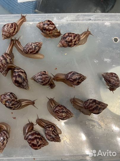 Улитки ахатины фулика