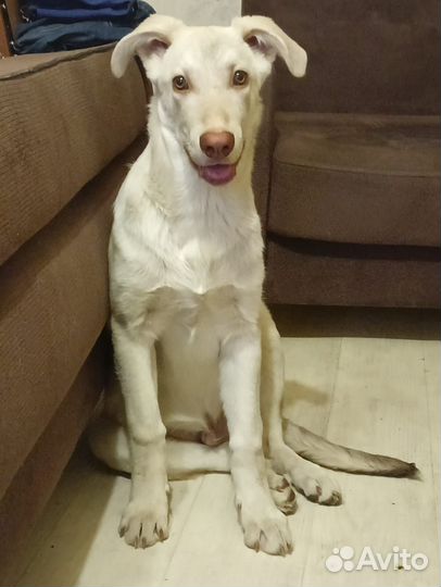 Собака в добрые руки