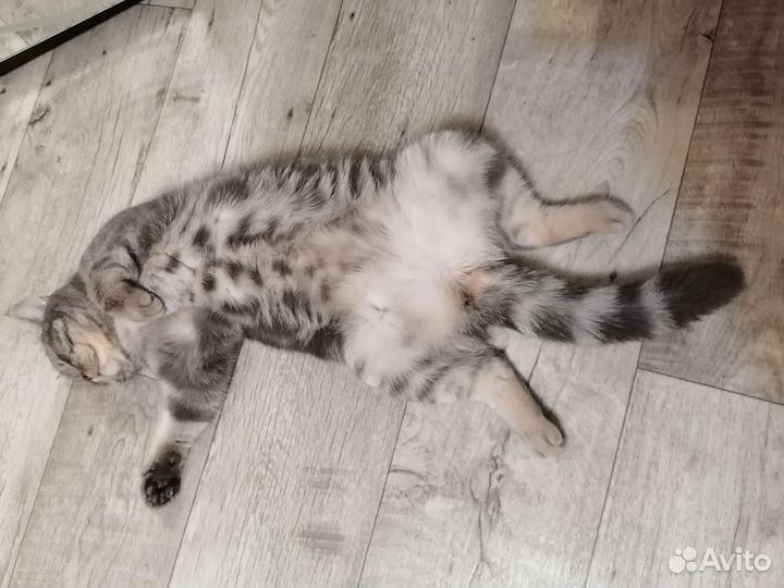 Кошка в дар