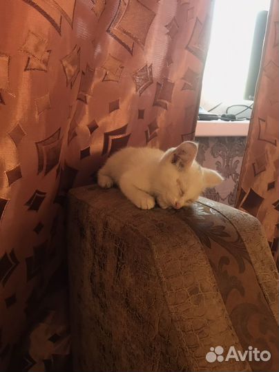 Кошка в дар