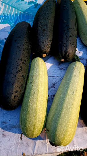 Кабачки домашние с собственного огорода