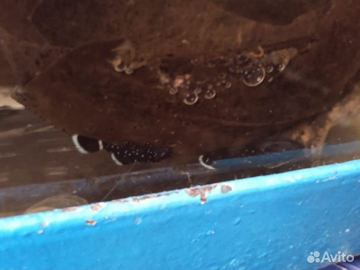 Номерные сомы L