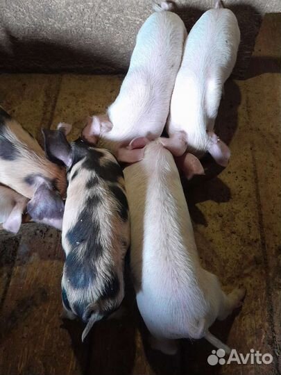 Домашние поросята