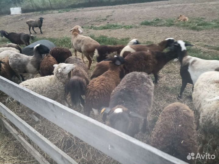 Продам овец