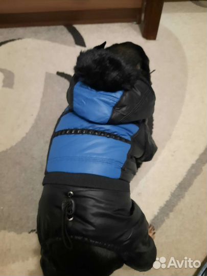 Одежда для маленьких собак