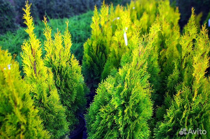 Туя смарагд