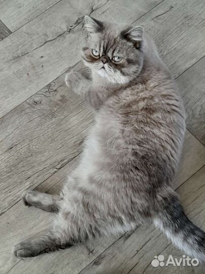 Экзотический кот вязка
