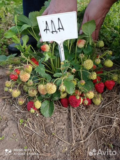 Земляника садовая, земклуника, усы