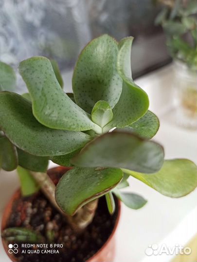 Крассула blue bird