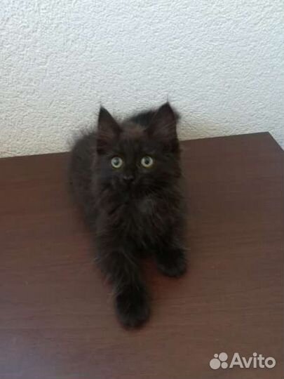 Кошка стерилизованная