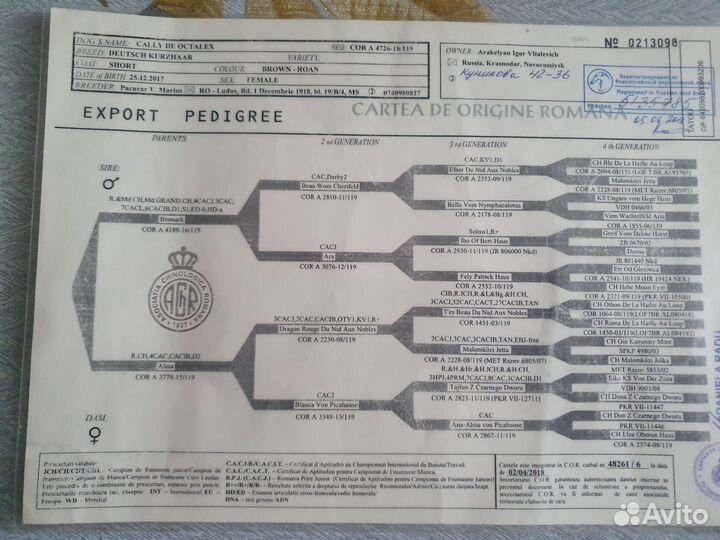 Щенки курцхаара