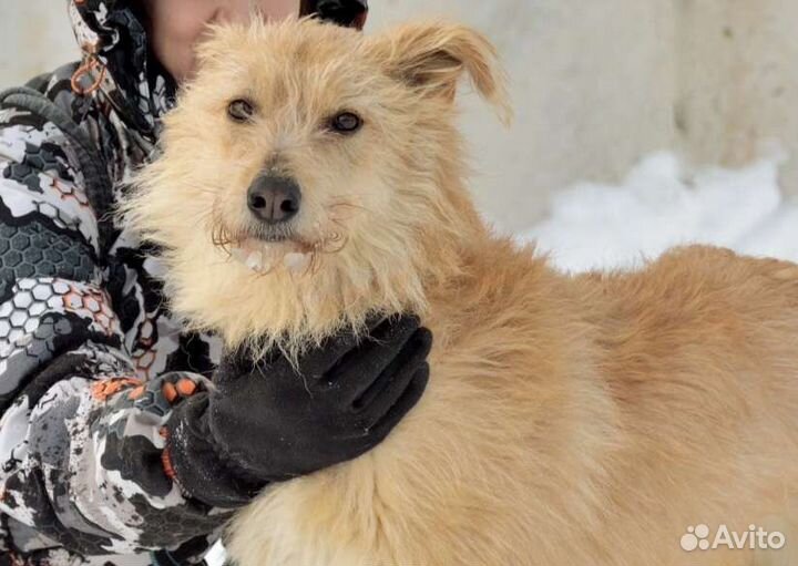 Собака в добрые руки