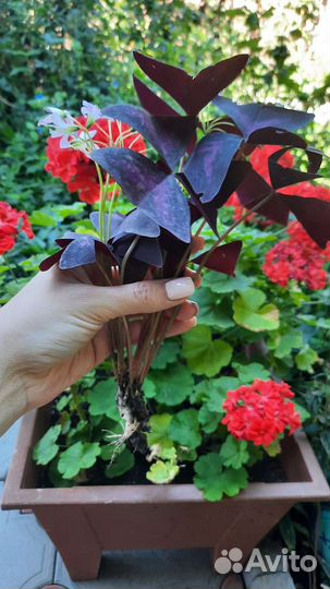 Кислица оксалис фиолетовая крупные кустики