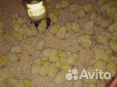 Бройлер росс 308