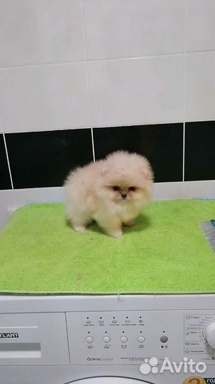 Мини девочка померанский шпиц 2 месяца