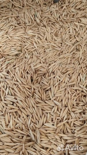 Овес неочищенный