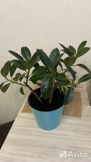 Фикус мелани