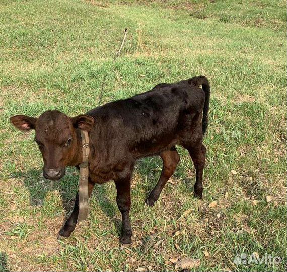 Тёлочки/ телята