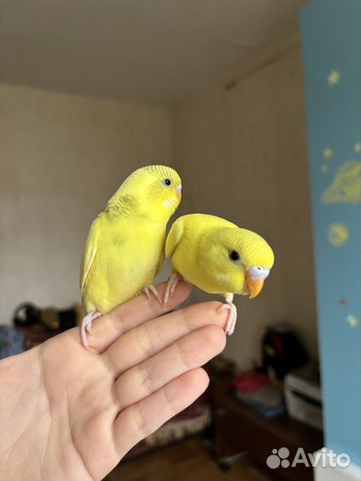 Попугай волнистый птенец