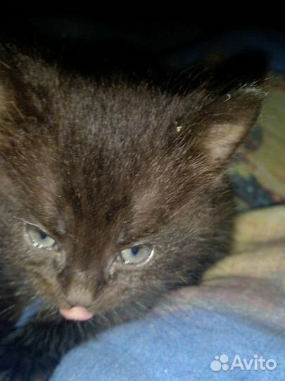 Котенок в добрые руки