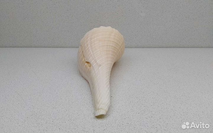 Хемифусус Туба 26,8 морская ракушка раковина