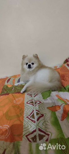 Шпиц на вязку