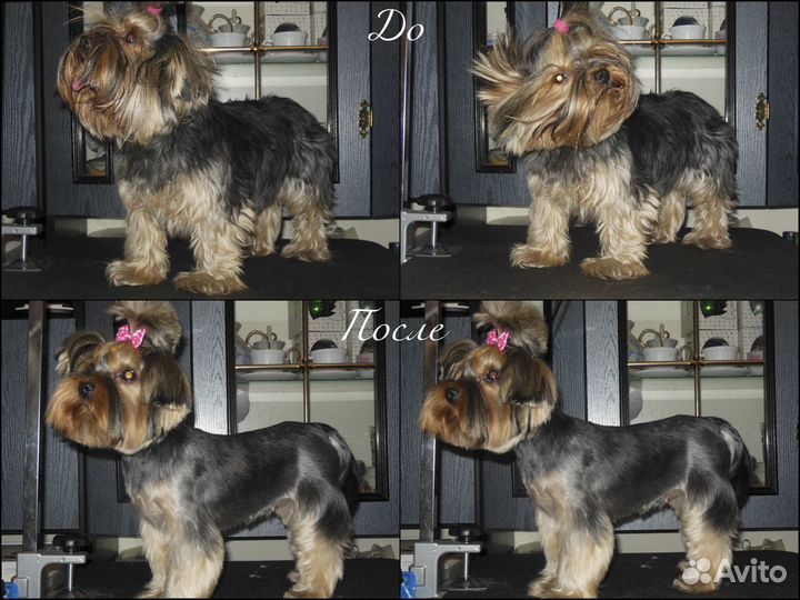 Стрижка собак и кошек (груминг)